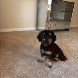 Lost Male Dog last seen Lighthouse Baptist church, Gastonia, NC 28056