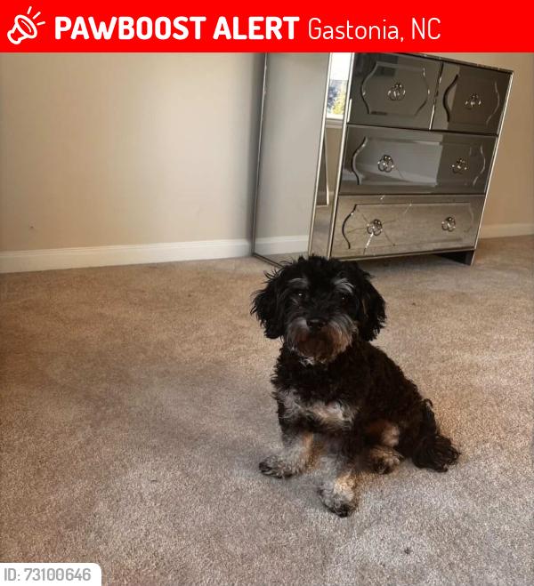 Lost Male Dog last seen Lighthouse Baptist church, Gastonia, NC 28056