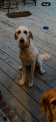 Reunited Female Dog last seen Galen Way, Vestavia Hills (Liberty Park), Vestavia Hills, AL 35242