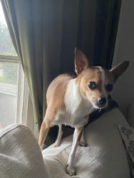 Reunited Unknown Dog last seen South and Broadway, Fort Myers, FL 33901