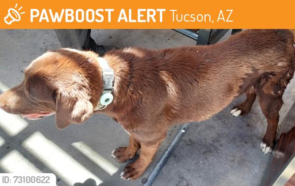 Found/Stray Male Dog last seen Valencia and 6th Avenue, Tucson, AZ 85706