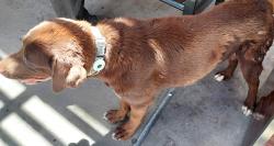 Found/Stray Male Dog last seen Valencia and 6th Avenue, Tucson, AZ 85706