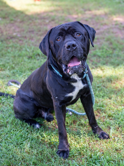 Shelter Stray Male Dog last seen Near Redan Rd Stone Mountain, 30083, 30083, GA, 3280 Chamblee Dunwoody Rd, Chamblee, GA 30341, USA