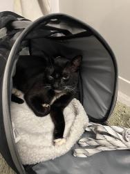 Found/Stray Unknown Cat last seen Waldo Ave and Newark Ave, Jersey City, NJ 07306