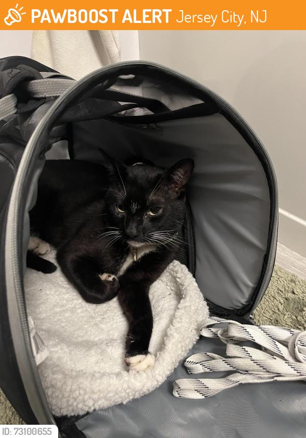 Found/Stray Unknown Cat last seen Waldo Ave and Newark Ave, Jersey City, NJ 07306