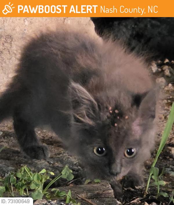 Found/Stray Unknown Cat last seen Strickland Rd / Liles Rd, Nash County, NC 27807