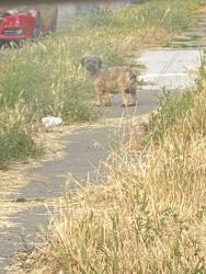 Found/Stray Male Dog last seen 4th and Stone, Spokane, WA 99202