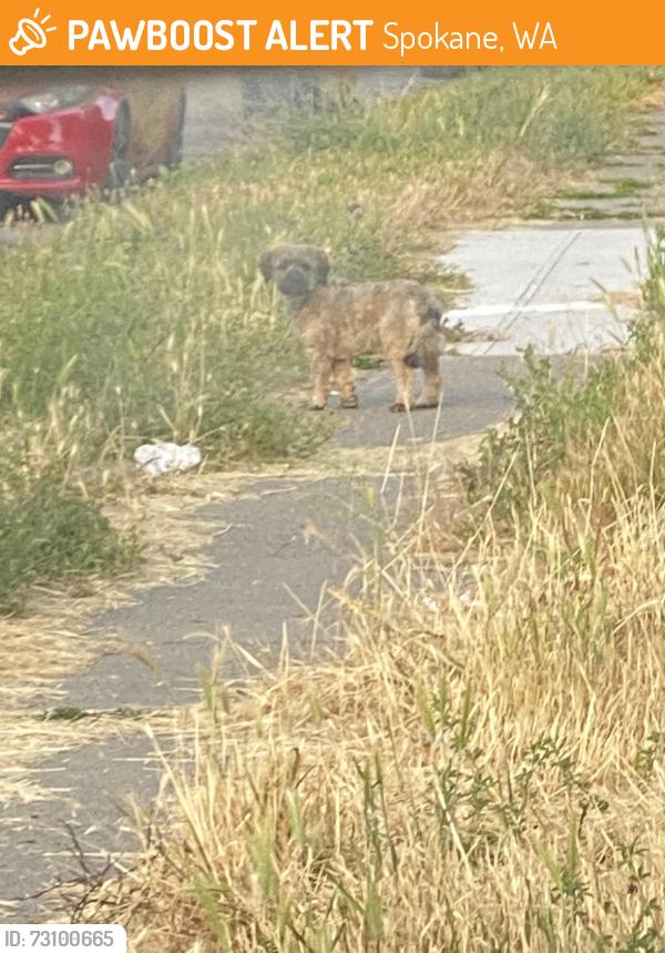 Found/Stray Male Dog last seen 4th and Stone, Spokane, WA 99202
