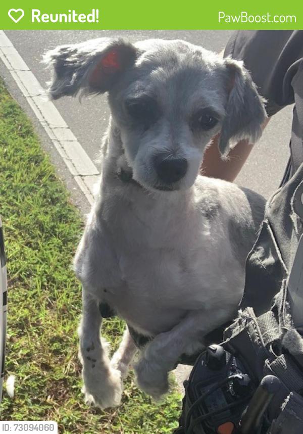 Reunited Female Dog last seen Port Saint Lucie, Port St. Lucie, FL 34986