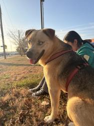 Lost Male Dog last seen Near Goodbar drive, Nashville, TN 37217
