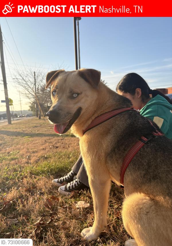 Lost Male Dog last seen Near Goodbar drive, Nashville, TN 37217