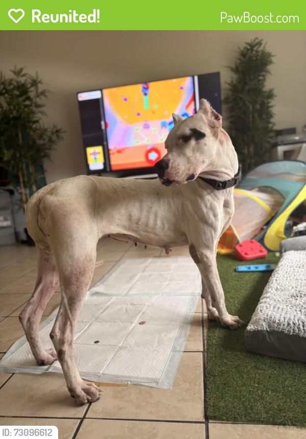 Reunited Female Dog last seen Near saffron drive , Orlando, FL 32837