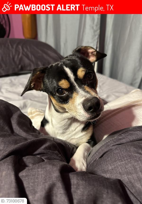 Lost Male Dog last seen 38Th St Temple Tx, Temple, TX 76501