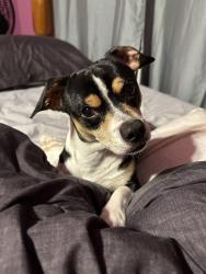 Lost Male Dog last seen 38Th St Temple Tx, Temple, TX 76501