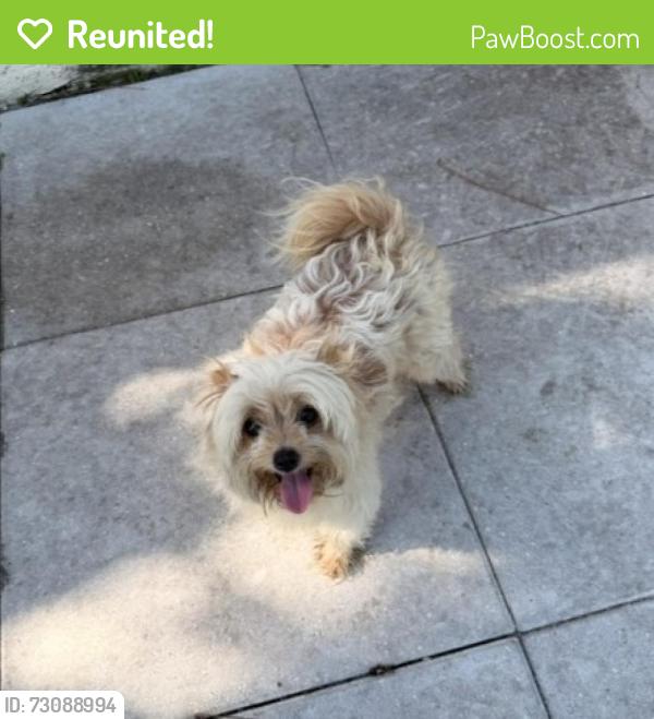 Reunited Female Dog last seen Port St. Lucie, Port St. Lucie, FL 34986