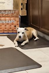 Found/Stray Female Dog last seen Oakhollow Dr and Tacomic Dr, Foothill Farms, CA 95842
