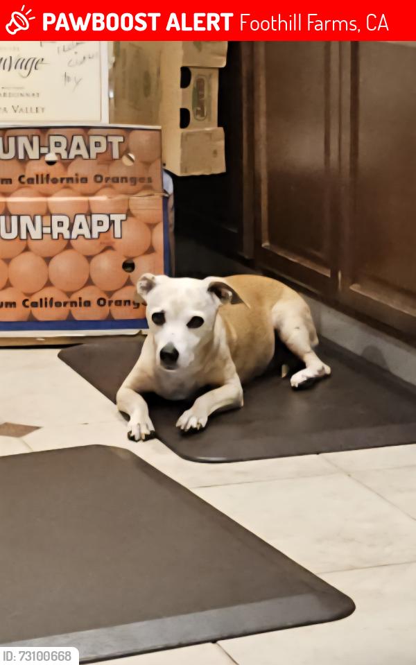 Found/Stray Female Dog last seen Oakhollow Dr and Tacomic Dr, Foothill Farms, CA 95842