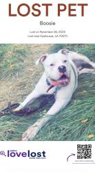 Lost Male Dog last seen Dr. Charlie Drive Opelousas, Opelousas, LA 70570