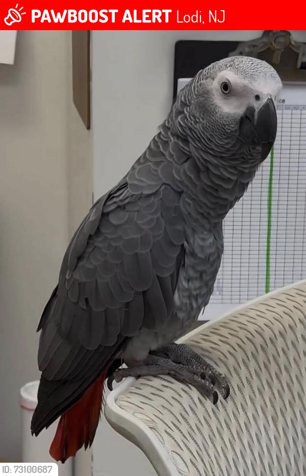 Lost Male Bird last seen Lodi pizza area, Lodi, NJ 07644