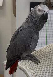 Lost Male Bird last seen Lodi pizza area, Lodi, NJ 07644