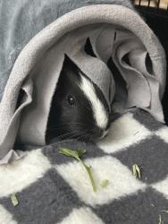 Shelter Stray Female Other last seen Near Bay 8th Street, BROOKLYN, NY, 11228, 326 E 110th St, New York, NY 10029, USA