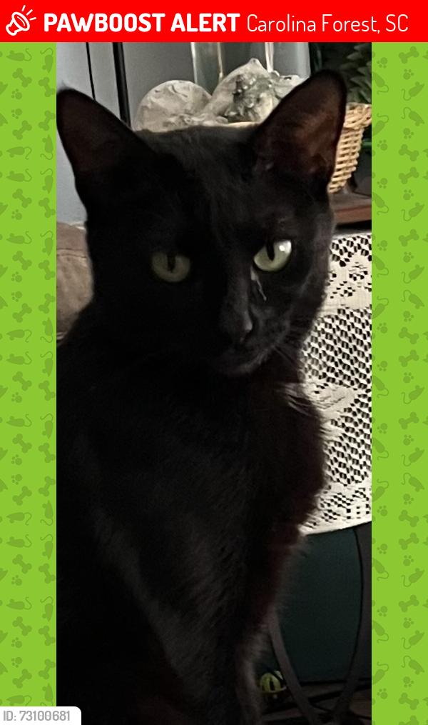 Lost Female Cat last seen Parkland and congressional, Carolina Forest, SC 29579