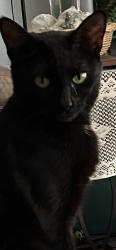 Lost Female Cat last seen Parkland and congressional, Carolina Forest, SC 29579