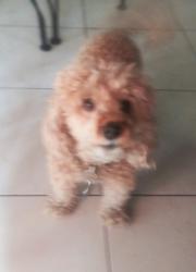 Reunited Female Dog last seen Near SE 1 PLACE.HIALEAH.FL.33010, Hialeah, FL 33010