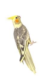 Lost Female Bird last seen Sunny Hills, Brandon, FL 33510