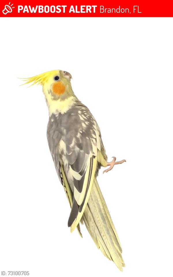 Lost Female Bird last seen Sunny Hills, Brandon, FL 33510