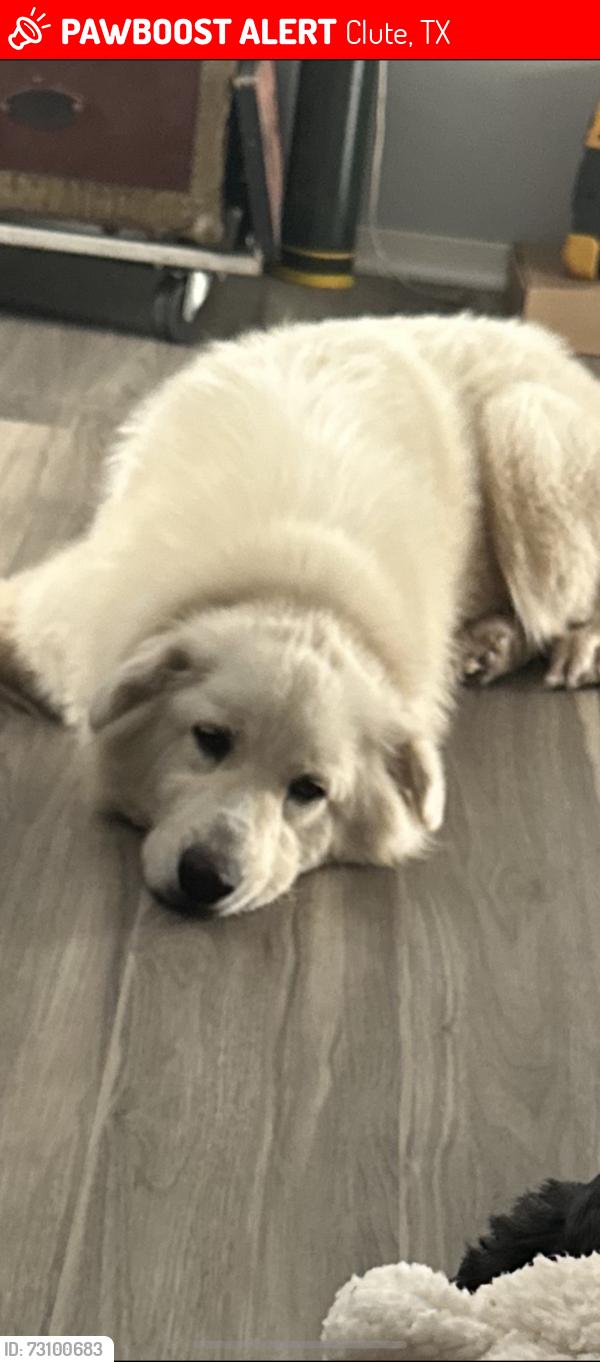 Lost Female Dog last seen Business 288 / 2004, Clute, TX 77531