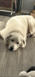 Lost Female Dog last seen Business 288 / 2004, Clute, TX 77531