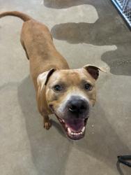 Found/Stray Male Dog last seen Mayfair, West Pensacola, FL 32505