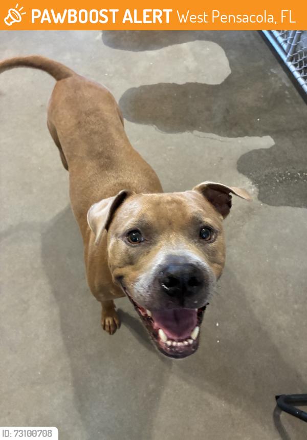 Found/Stray Male Dog last seen Mayfair, West Pensacola, FL 32505