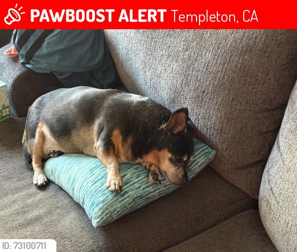 Lost Female Dog last seen Mainn street. Near post office, Templeton, CA 93465