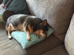 Lost Female Dog last seen Mainn street. Near post office, Templeton, CA 93465