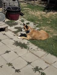 Reunited Female Dog last seen Lassen & Dakota, Kerman, CA 93630