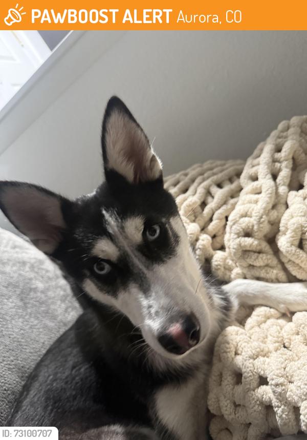 Found/Stray Female Dog last seen Iliff & Peoria, Aurora, CO 80014