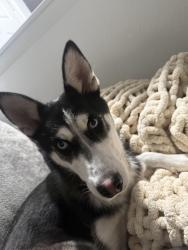 Found/Stray Female Dog last seen Iliff & Peoria, Aurora, CO 80014
