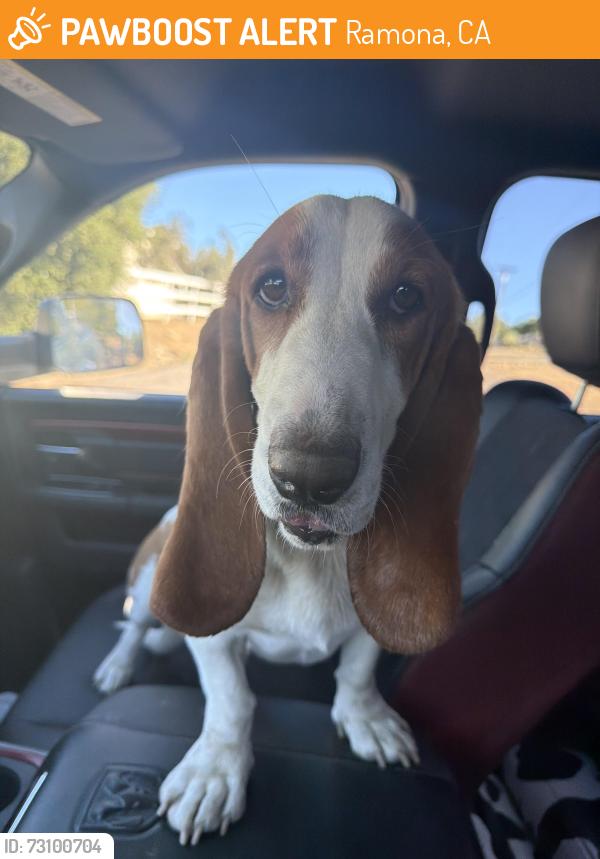 Found/Stray Female Dog last seen Airmail Ln, by foxtail farms equestrian center., Ramona, CA 92065
