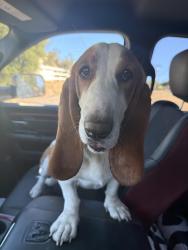 Found/Stray Female Dog last seen Airmail Ln, by foxtail farms equestrian center., Ramona, CA 92065