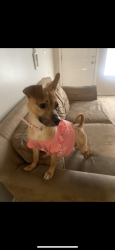 Lost Female Dog last seen Near West broad st, Athens, GA 30609