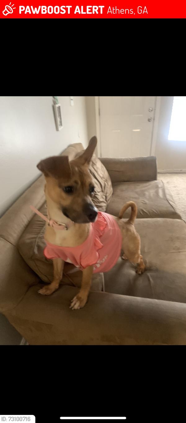 Lost Female Dog last seen Near West broad st, Athens, GA 30609