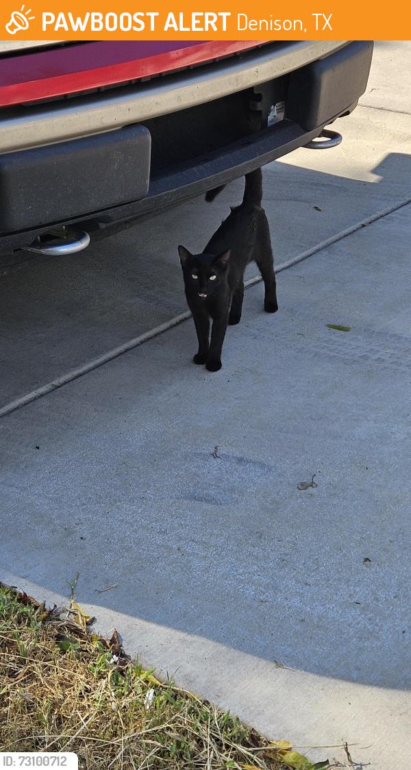 Found/Stray Female Cat last seen E HANNA and hwy 69, Denison, TX 75021