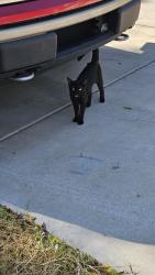 Found/Stray Female Cat last seen E HANNA and hwy 69, Denison, TX 75021