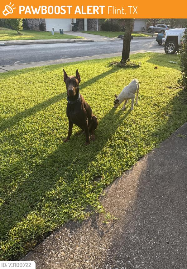 Found/Stray Male Dog last seen Near Westhaven circle, Flint, TX 75762