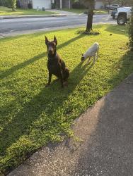Found/Stray Male Dog last seen Near Westhaven circle, Flint, TX 75762