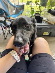 Reunited Unknown Dog last seen Harbor Landing Lake hse , Roswell, GA 30076