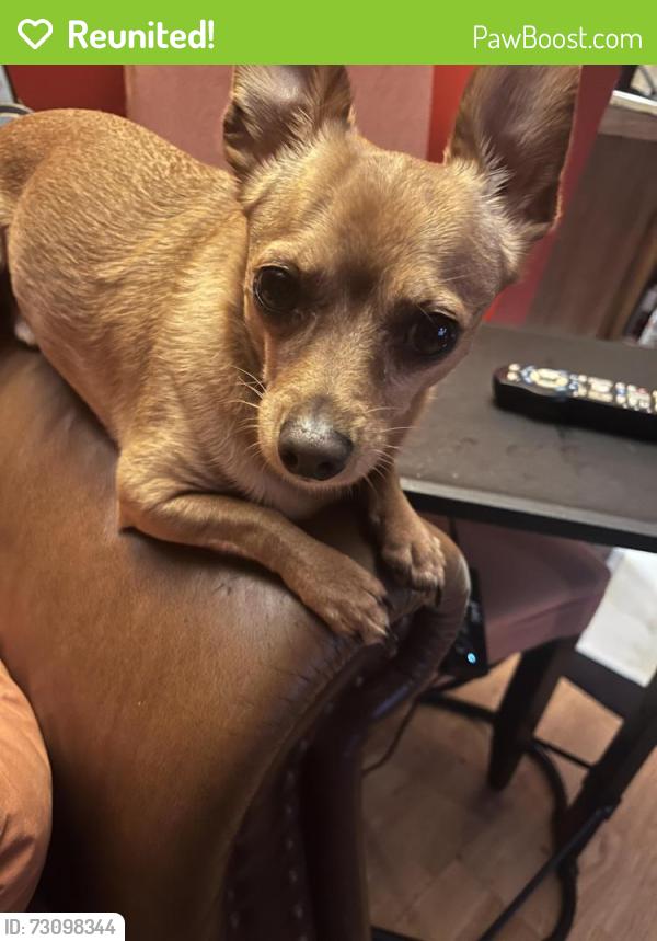 Reunited Male Dog last seen Irvington park, Irvington, NJ 07111