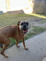 Reunited Female Dog last seen Segerstrom, Fairview, Raitt & Edinger, Santa Ana, CA 92704